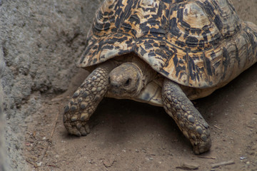 Tortoise