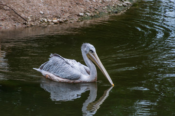 Pelican swimming in a pond