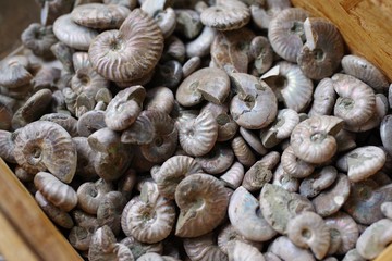 店で売られるアンモナイトの化石