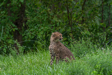 Cheetah (Acinonyx jubatus)