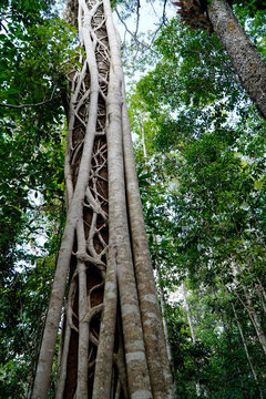 Strangler Fig Tree