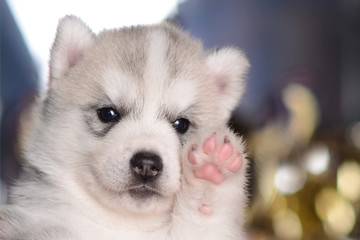 Light gray cute puppy rising paw