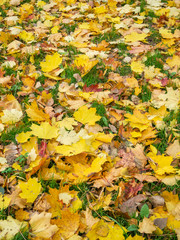 Yellow autumn maple leaves lie on the grass 