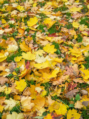 Yellow autumn maple leaves lie on the grass 