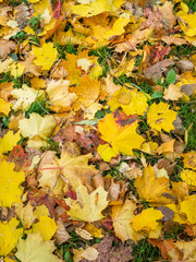 Yellow autumn maple leaves lie on the grass 