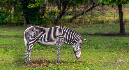 Fototapeta na wymiar Iconic Stripes on Grevy's Zebras Grazing in a Grass Field