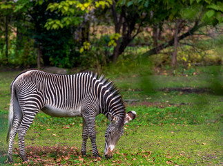 Iconic Stripes on Grevy's Zebras Grazing in a Grass Field