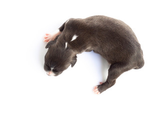 Closeup top view cute new born puppy black color sleeping isolated on white background, pet health care concept, selective focus