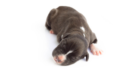 Closeup cute new born puppy black color sleeping isolated on white background with copy space, pet health care concept, selective focus