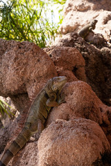 Green Iguana also known as Iguana iguana