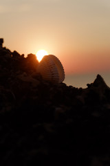 Sea shell on rock in front of setting sun