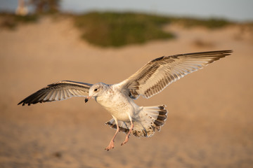 Gaviota en la Playa