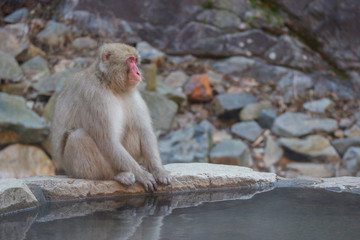 Japanese wild monkey with natural onsen or hot spring at YAENKOEN park, NAGONO JAPAN