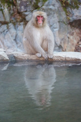 Japanese wild monkey with natural onsen or hot spring at YAENKOEN park, NAGONO JAPAN