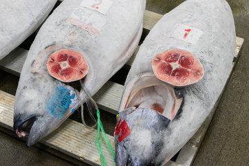 静岡県沼津魚市場　マグロの競り場