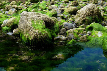 Green moss on rocks