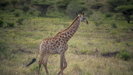 Naklejka na ściany i meble South Africa giraffe