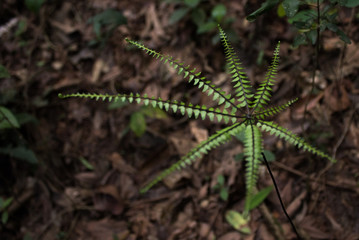 Fototapeta premium Planta estrela