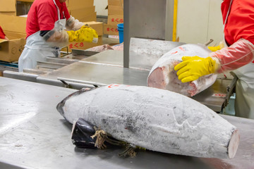 静岡県沼津魚市場　冷凍マグロの解体作業