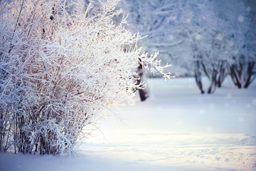 Branches of bushes in hoarfrost and snow, are lit with the sun.