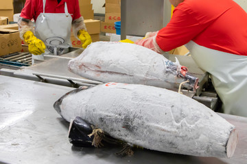 静岡県沼津魚市場　冷凍マグロの解体作業