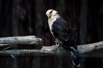 Zoologico de Sorocaba