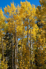 fall aspens blue sky