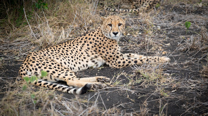 South Africa cheetah