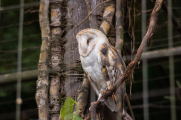 Zoologico de Sorocaba