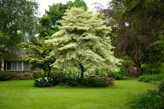 Cornus Contraversa Variegated Tree, Green Lawn, Pale Blue Sky in Background