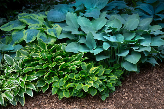 Isolated view of a hosta plant mix, green, white, blue, and yellow foliage, soil ground