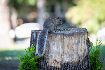 Squirrel on top of tree trunk, grey with furry tail
