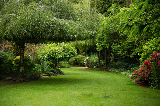 View of lush green garden with willow tree, green lawn, no sky and no body in garden