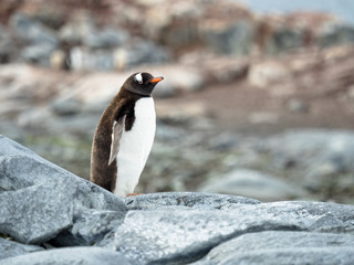 Fototapeta premium Gentoo in its habitat