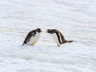 Parent Penguin Scolding Teen
