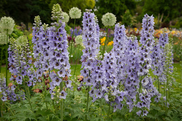 Close up isolated view of tall purple Foxglove flowers in full bloom with green leaves and garden in background  © Jacquie Klose
