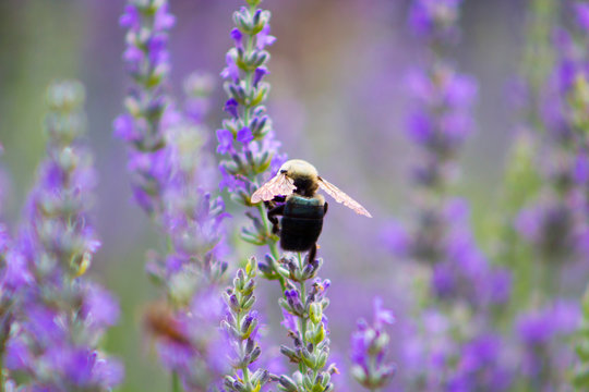 bee on flower