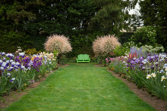 Distant View of English Style Garden Path of Mowed Lawn, Mixed Flower Beds, Blooming Salix Integra Trees, and Green adirondack Garden Bench, Daytime, No Sky