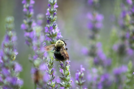 bee on flower