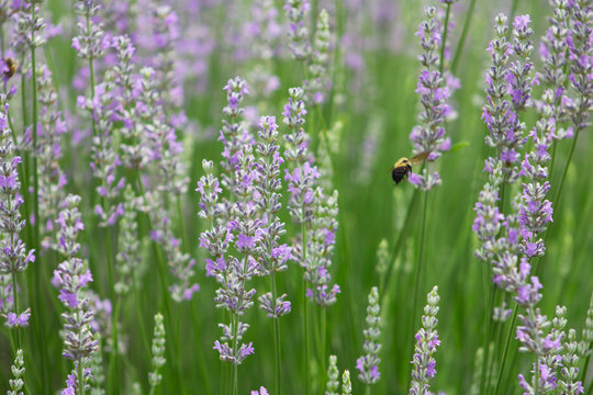 field of lavender flowers