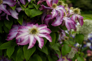 Isolated Perspective of  Blooming Clematis Flowers, Vibrant Pink and White Petals, Deep Yellow White Pistils/Stamen/Centers, Green Leaves, Daytime