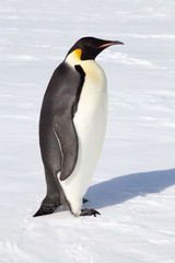 Emperor Penguin, Close up. 