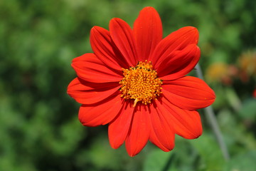 Red Gerber Flower