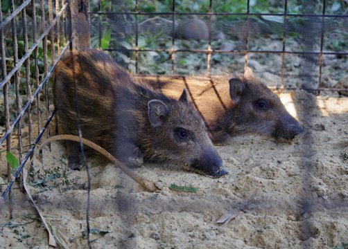 トラップにかかったイノシシの子供