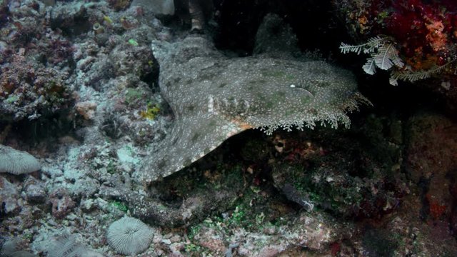 A Tasseled wobbegong, Eucrossorhinus dasypogon, lies on a reef in Raja Ampat, Indonesia