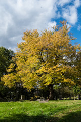 A golden fall tree in a cemetery