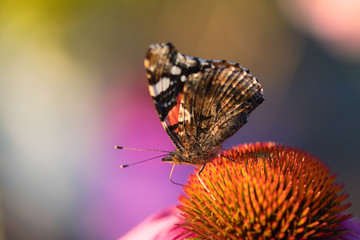 Monarch butterfly on coneflower