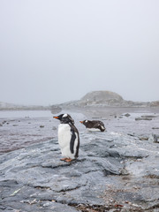 Obraz premium Antarctic Gentoo Penguin on Coast