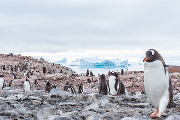 Gentoo Penguin Colony with Walking Penguin © Steven