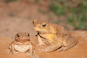 Feral  cane toad in outback Queensland, Australia.